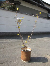 鉢植えロウバイ花芽付2024年1月に開花の満月ロウバイ鉢植え 蝋梅 ロウバイ とてもいい香りします 2024年2月頃から開花