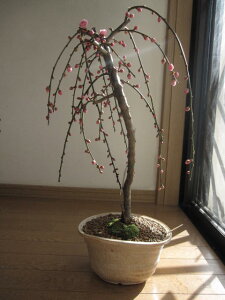 2026�N2������3���ɔ~�̍��肪�y���߂܂��y������~�~�́z2026�N3�������J�ԗ\�� �@�~��: ���d������~�~�� �@���d��́@�s���N�́@�Ԃ��@�񌎍��J�Ԃ��܂��B �@�y�M�y�Ĕ����z�y���A�z