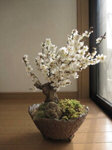 j~~y~́@~z~~ @2025N3J ~͔~~ ~~͂͊JԂ̔~Ԃ΂炵łBւʂ~̉ԁ@@~ yAzԔ~