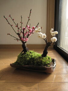 2026N23ɔ~̍肪y߂܂j~~2026N23ɊJԁyjg~zy~́@~z@~~́@@g񂹐A~~́@g~@~@A yAz