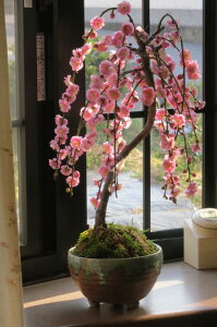 Ă킢j~~2025N3ɊJԁyd~~́z ~ ~~ ~: ~~ d~ sNF́@d炪킢@lĈ~ MyĔ 