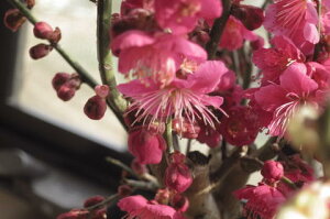 y߂@g~2026N3JԂ܂ v[gɂœK g~~~ y~́z MyĂ g~~ yAz