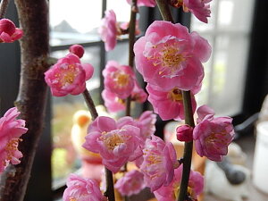 2026N3Jԁ@}~y~~́z ~~́@dsN̔~̂Ԃł@MyĔ@y~ԁz