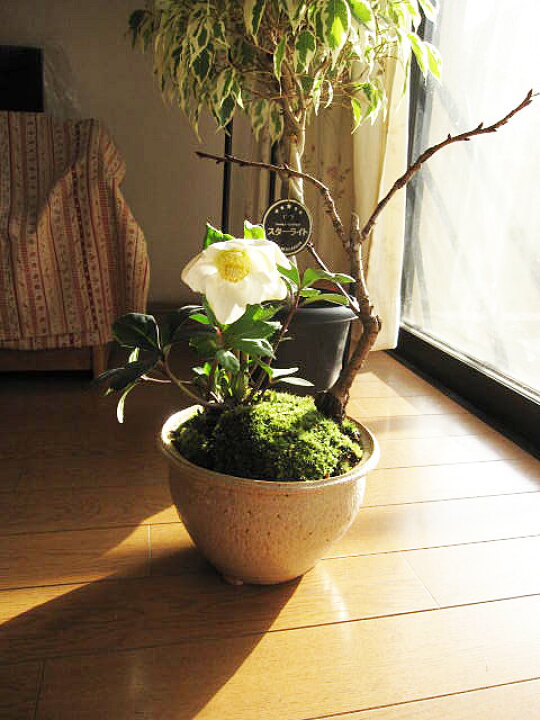 楽天市場 プレゼントにクリスマスローズ鉢植え 盆栽 桜とクリスマスローズの寄せ植え 期間限定販売です ギフト ショップ ナガシマ