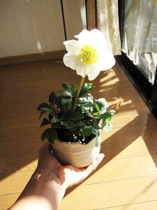 2025N1JԁyK̔ԃNX}X[YzyKMtgz NX}X[Y@@jQ@ F1}A@Myā@@w{XS[hRNV @NX}Xv[gɂǂ