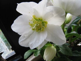 【幸せギフト】 幸せを呼ぶ白い花　クリスマスローズ　桜と　クリスマスローズの寄せ植え　【盆栽】【鉢植】