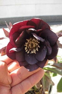 【クリスマスローズ】 ブラックの八重咲 ポット苗 【鉢植え】