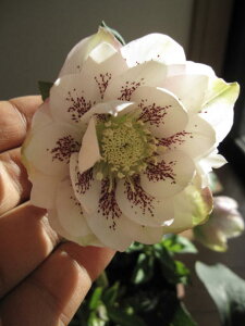 yNX}X[Yz@y|bgcz zCg_uX|bg͂́@񌎂 yAz