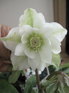 yNX}X[Yz@y|bgcz zCg_ud@ yAz