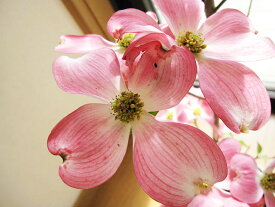 2023年4月頃開花ハナミズキのお花が自宅で楽しめます　ハナミズキ　来年春にピンクの花水木が開花します　 シンボルツリー 【ハナミズキ 鉢植え】　 　贈り物に　花ミズキ 　信楽鉢入り