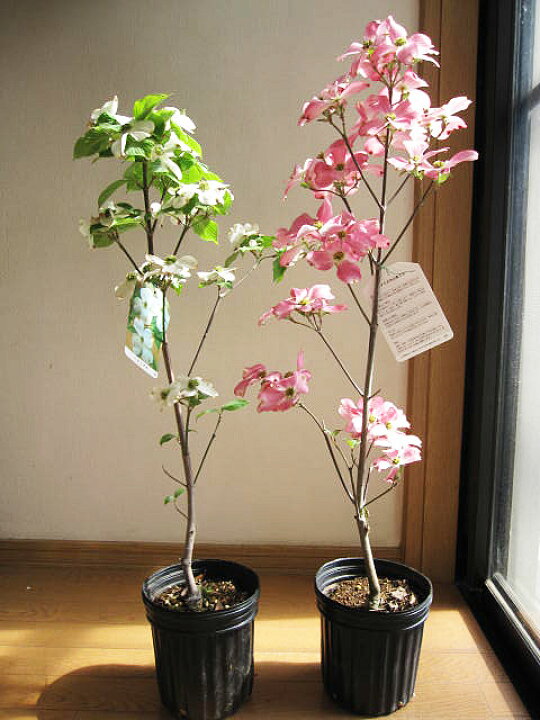楽天市場 プレゼントに22年4月末頃から5月に開花植樹用ギフトハナミズキ白花と赤花で紅白の花水木セット花水木 シンボルツリー ハナミズキ 苗木 紅と白はなみずき２本セット贈り物に紅白の 花ミズキ ギフト ショップ ナガシマ