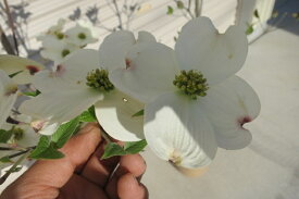 4月末頃に開花の花水木 春に開花します。 はなみずき　白花　クラウドナイン シンボルツリー 【ハナミズキ 苗木】