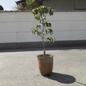 Ԑ @50Z`OyMyā@Az@ ͂Ȃ݂ sNԁ@ sÑni~YL