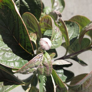 Ԑ @50Z`OyMyā@Az@ ͂Ȃ݂ sNԁ@ sÑni~YL