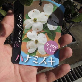 楽天市場 ハナミズキ 鉢植 白の通販