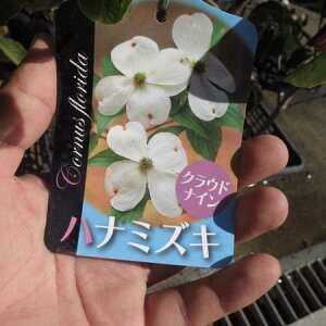 2025N45ɊJԉԐ @50Z`OyMyā@Az@ ͂Ȃ݂ ԁ@ ̃ni~YL@tɊJԂ܂