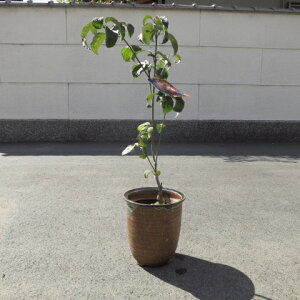 Ԑ @50Z`OyMyā@Az͂Ȃ݂ ԉԁ@bhWCAg@ Ԃ̃ni~YL