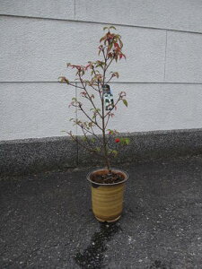 2025N5ɊJԃ}{EV V{c[ yAz@ zRGVX@ @