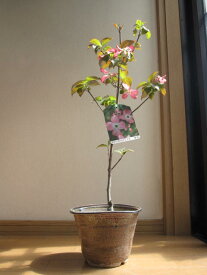 【ハナミズキ 鉢植】　花水木 シンボルツリー はなみずき　 ピンク花