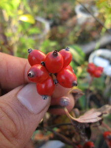 2025N4ɊJԂ́yni~YL Az@Ԑ V{c[ ͂Ȃ݂@ sN