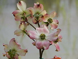 2023年4月頃開花ハナミズキ鉢植え信楽焼　　アメリカハナミズキ鉢植え　 はなみずき 　ピンク花