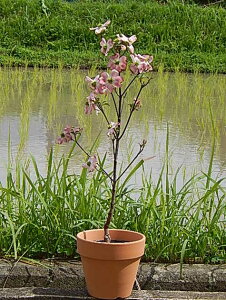 v[gɃni~YLAMyā@2025N4JԂ܂@AJni~YLA@ ͂Ȃ݂c @sNԂ̂킢ni~YL