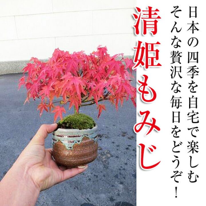 楽天市場】お誕生日の贈り物に もみじ盆栽 贈り物に ミニ盆栽:【清姫 