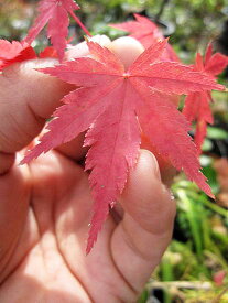 【紅葉】　紅葉といえば イロハモミジ 苗もみじ もみじ　 【もみじ苗】 【庭木】高さ　約1.5M