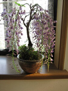 ƂԂyޔԁy~́z2024NtJ tɊJԂy݂ ~́Fy~́zMȔƍ̑蕨 @yMyzyAz