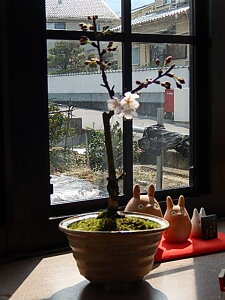 2025NɊJ܂v[gɁyږ~4ɊJԁ@@ MyĔ @yAz@ŃTN{̎y߂܂