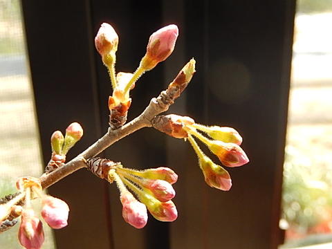 開花後５月頃には 男女兼用 サクランボの実がなります 母の日のプレゼントに さくらんぼ盆栽 鉢植 4月に開花のあとに 再入荷/予約販売! 信楽焼鉢入り 実がなります