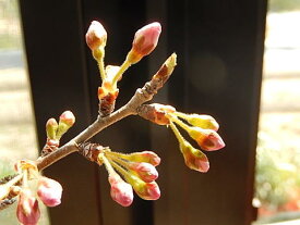 母の日のプレゼントに【さくらんぼ盆栽】　　 信楽焼鉢入り 　【鉢植】【さくらんぼ盆栽】　4月に開花のあとに　実がなります