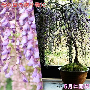 ̓̑蕨 ~ 2025N 5ɊJ 蕨