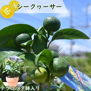ȃ蕨Ɂ@k 2024N9t V[N[T[@A@eRb^V[N@[T[@V[N[T[ ʎ