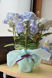 おすすめの花鉢植え2024年6月開花ギフトに綺麗なアジサイをプレゼントに綺麗なアジサイ鉢植え2024年万華鏡アジサイ　紫陽花