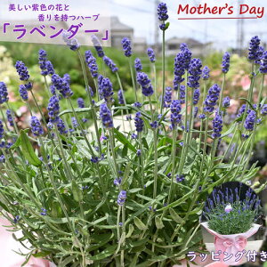 52025N5̓̕Mtg2025N蕨 x_[A v  ̓Mtg n[u