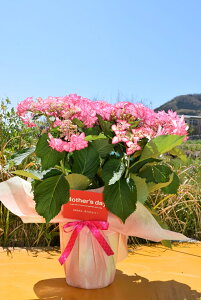 苗 アジサイ ピンク 生花の人気商品 通販 価格比較 価格 Com