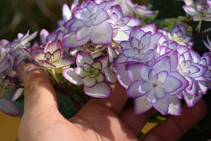 楽天市場 ２０２２年6月以降のお届けは開花終了苗剪定後となります 綺麗なアジサイ ひな祭り紫陽花 ブルー あじさい ガクアジサイ ガク咲きの八重 紫陽花 ギフト ショップ ナガシマ