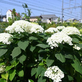 母の日ギフトにもおすすめです2025年お花開花は　6月頃　アナベル鉢植えお花の好きな方にプレゼント2024年6月に開花6月30日以降は開花は終了し剪定した状態でのお届けとなります。
