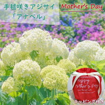 楽天市場】あじさい 鉢植え 6号鉢の通販