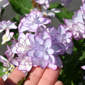 G̊JԏIĂ܂̂͂YȃAWTCyЂȍՂ莇zԁzu[@ KNAWTC KN炫̔d@z