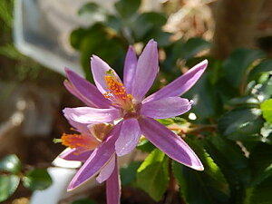 @؁@XC{N@y@؁@AzF̉ԂȐ@ɎԂ炩鐇@؁yMyĂz