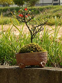 長寿梅　チョウジュバイ　長寿梅鉢植え　可憐な　真っ赤な花　樹勢も強健で、初めての方にもオススメ　信楽焼き鉢入り
