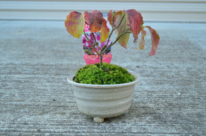 楽天市場 ハナミズキ ハナミズキ鉢植え 春は花が咲き 秋は哀愁漂う紅葉と真っ赤な可愛い種がなり 初夏には新緑の息吹を感じ 冬には春を待つ蕾 年中楽しめる贈り物に喜んでもらえる人気のハナミズキ 信楽焼き鉢入り ギフト ショップ ナガシマ