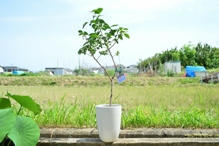楽天市場 ブルーベリーの鉢植え 食べる鉢植え ブルーベリー鉢植えお家にこんな植物いかがですか チャンドラーブルーベリー 剪定する為 時期により樹高が変わります ギフト ショップ ナガシマ