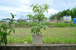 y}{EVEtACzǓ̗tƃLCȔԁyMy픫z