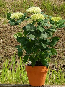 Mtg2025Nav[g̃Mtgɂ߂ł2025N6JԂ̃AixzԂ̂͂ƂȂ܂Baԃv[g2024N6ɊJԃAixJԉԔv[g6J