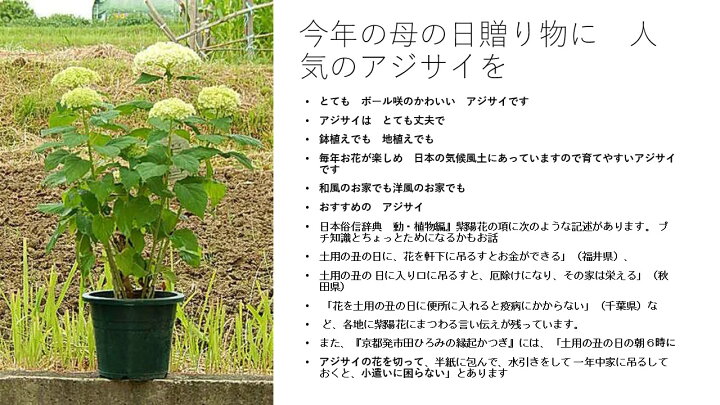 楽天市場 今季開花終了剪定後の立派なアナベルをプレゼントにドライフラワーでも楽しめるアナベル贈り物に22年6月開花苗アナベル苗プレゼントに アジサイ苗 開花は遅咲き6月に開花のアナベル紫陽花です紫陽花の鉢植え ギフト ショップ ナガシマ
