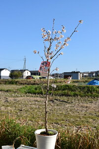 生花 桜 鉢植えの人気商品 通販 価格比較 価格 Com