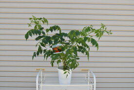 【ノウゼンカズラ】凌霄花 オレンジの花　庭木　つる植物　育てやすい　お届けは6月より